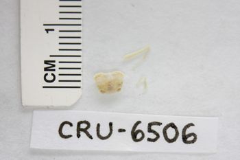 Media type: image;   Invertebrate Zoology CRU-6506 Description: Preserved specimen.;